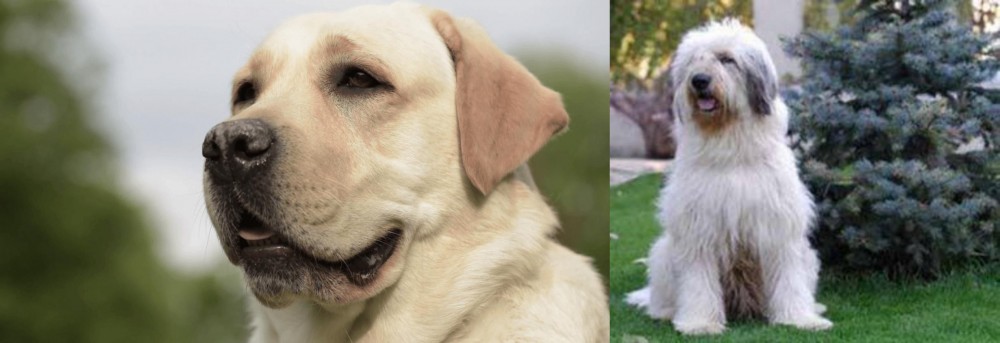 Mioritic Sheepdog vs Labrador Retriever - Breed Comparison