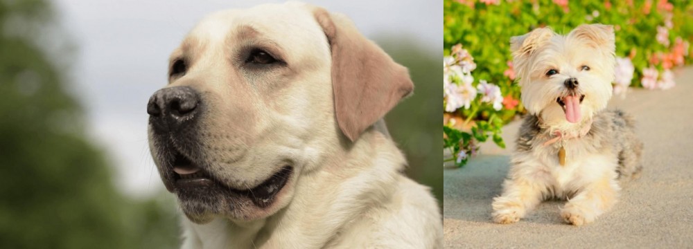 Morkie vs Labrador Retriever - Breed Comparison
