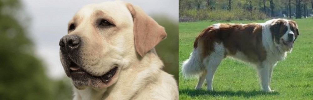 Moscow Watchdog vs Labrador Retriever - Breed Comparison