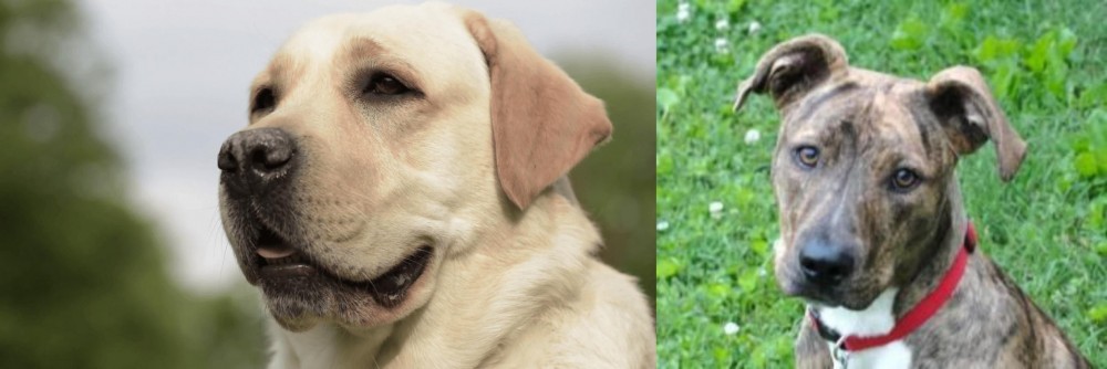 Mountain Cur vs Labrador Retriever - Breed Comparison