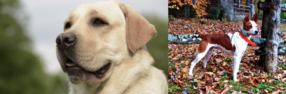 Mountain Feist vs Labrador Retriever - Breed Comparison