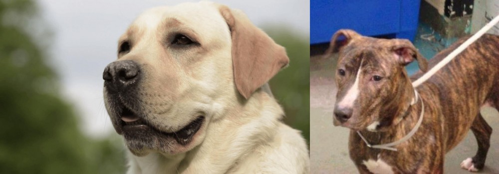 Mountain View Cur vs Labrador Retriever - Breed Comparison