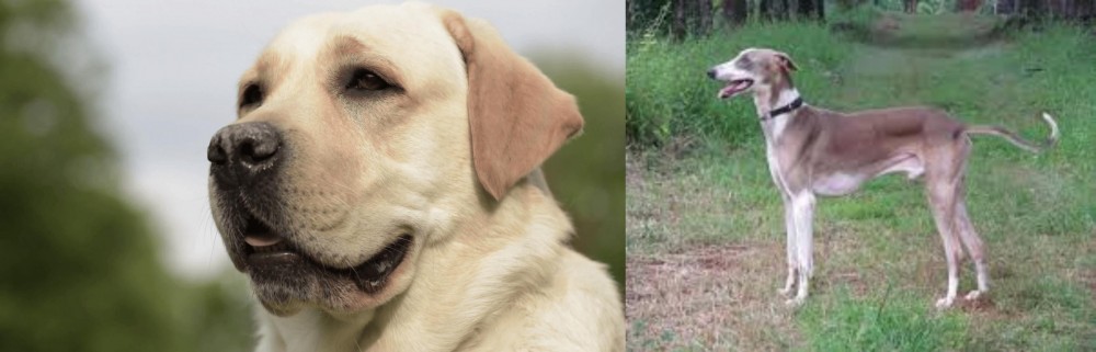 Mudhol Hound vs Labrador Retriever - Breed Comparison