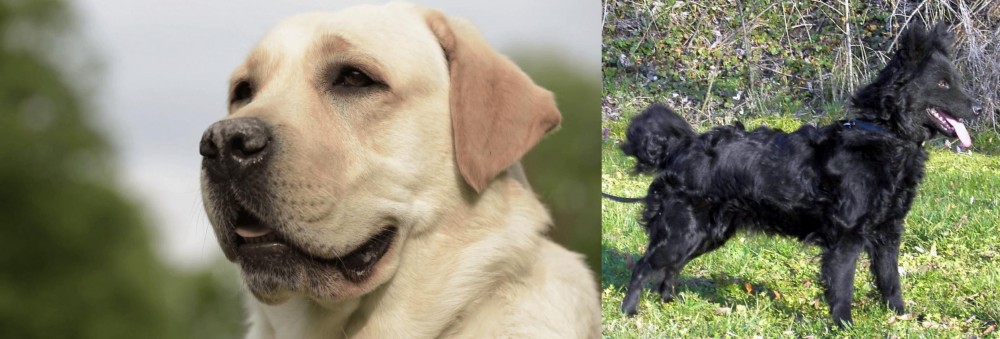 Mudi vs Labrador Retriever - Breed Comparison