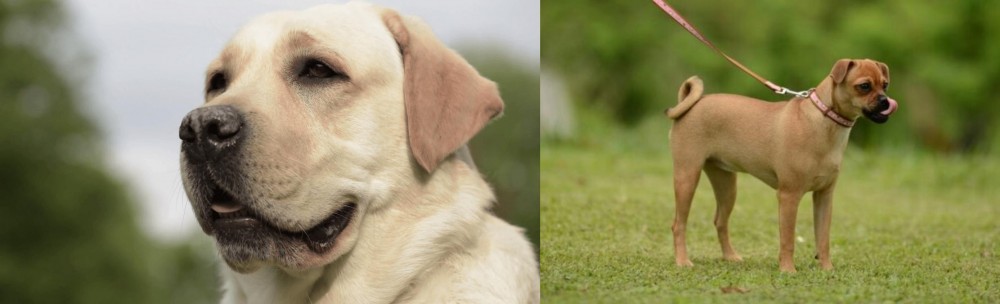 Muggin vs Labrador Retriever - Breed Comparison