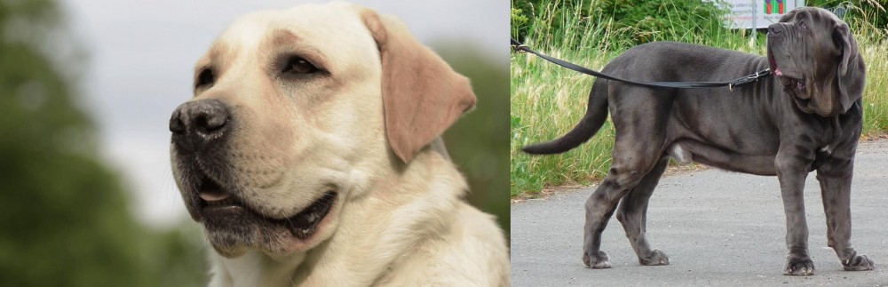 Neapolitan Mastiff vs Labrador Retriever - Breed Comparison