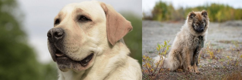 Nenets Herding Laika vs Labrador Retriever - Breed Comparison