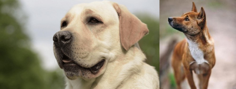 New Guinea Singing Dog vs Labrador Retriever - Breed Comparison