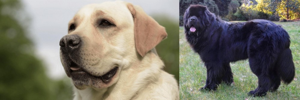 Newfoundland Dog vs Labrador Retriever - Breed Comparison