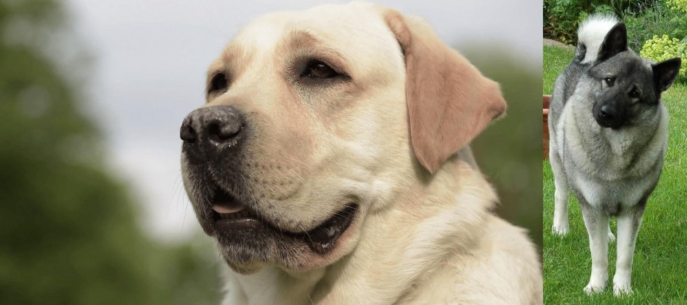 Norwegian Elkhound vs Labrador Retriever - Breed Comparison