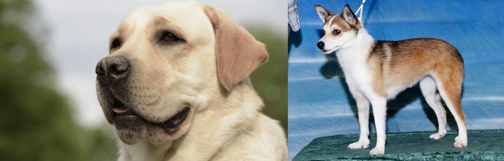 Norwegian Lundehund vs Labrador Retriever - Breed Comparison