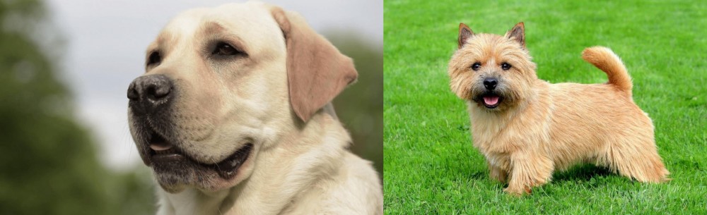 Norwich Terrier vs Labrador Retriever - Breed Comparison