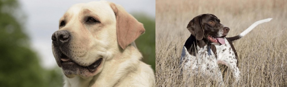 Old Danish Pointer vs Labrador Retriever - Breed Comparison