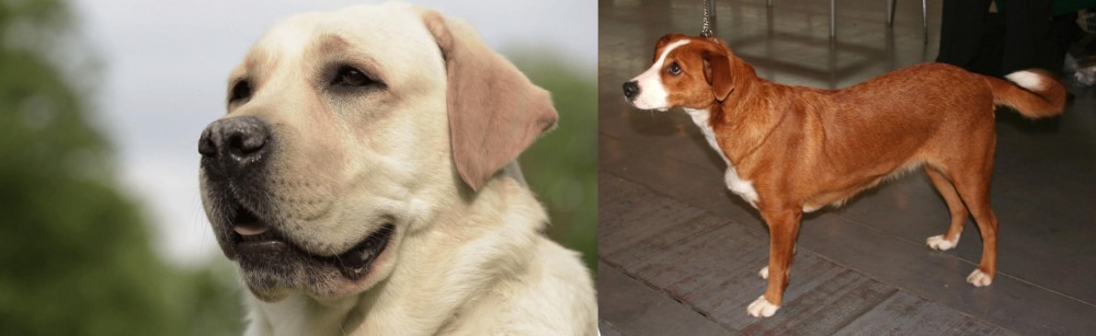 Osterreichischer Kurzhaariger Pinscher vs Labrador Retriever - Breed Comparison
