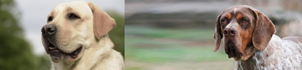 Pachon Navarro vs Labrador Retriever - Breed Comparison