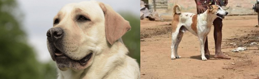 Pandikona vs Labrador Retriever - Breed Comparison