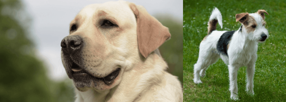 Parson Russell Terrier vs Labrador Retriever - Breed Comparison