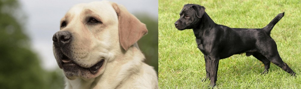 Patterdale Terrier vs Labrador Retriever - Breed Comparison