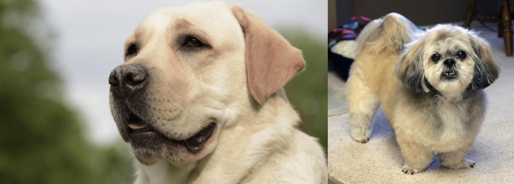 PekePoo vs Labrador Retriever - Breed Comparison