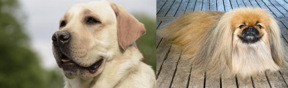 Pekingese vs Labrador Retriever - Breed Comparison
