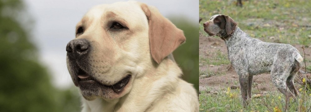 Perdiguero de Burgos vs Labrador Retriever - Breed Comparison