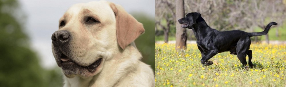 Perro de Pastor Mallorquin vs Labrador Retriever - Breed Comparison