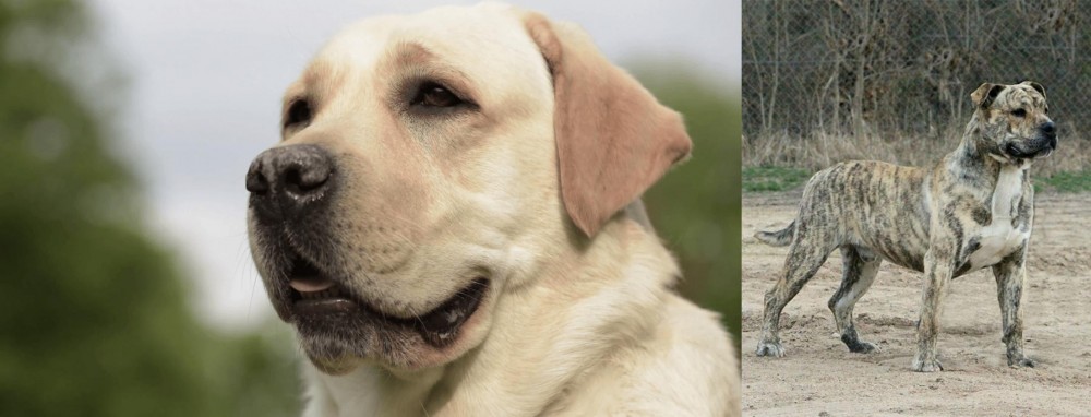 Perro de Presa Mallorquin vs Labrador Retriever - Breed Comparison