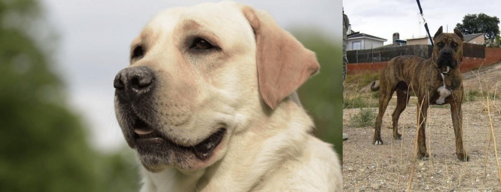 Perro de Toro vs Labrador Retriever - Breed Comparison