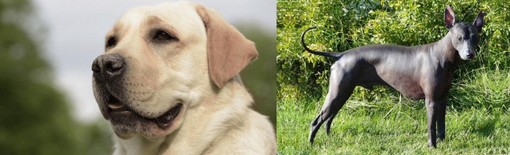 Peruvian Hairless vs Labrador Retriever - Breed Comparison