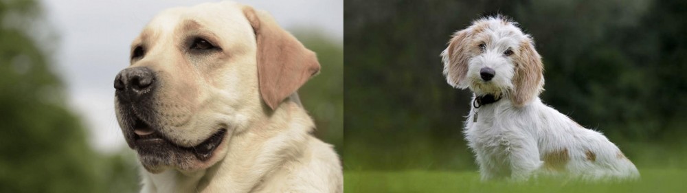 Petit Basset Griffon Vendeen vs Labrador Retriever - Breed Comparison