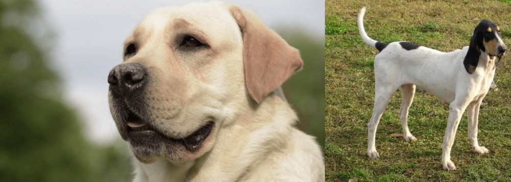 Petit Gascon Saintongeois vs Labrador Retriever - Breed Comparison