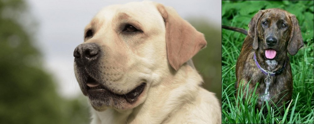 Plott Hound vs Labrador Retriever - Breed Comparison