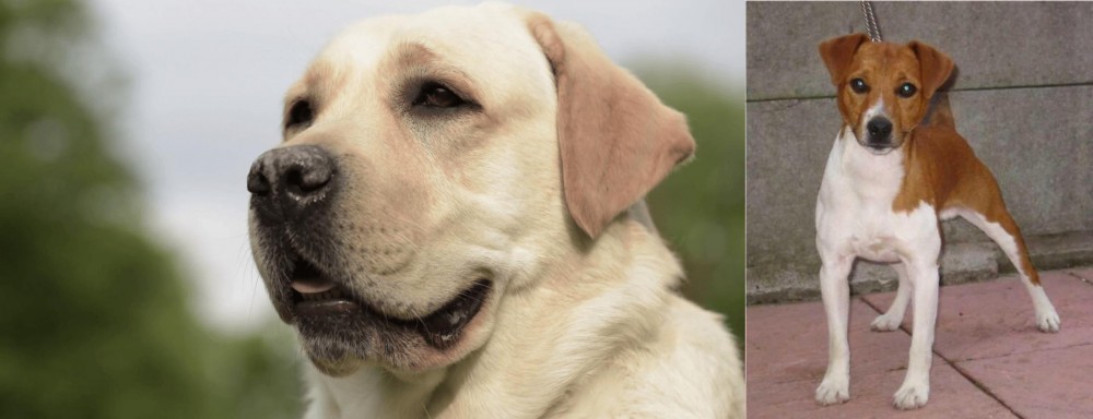 Plummer Terrier vs Labrador Retriever - Breed Comparison