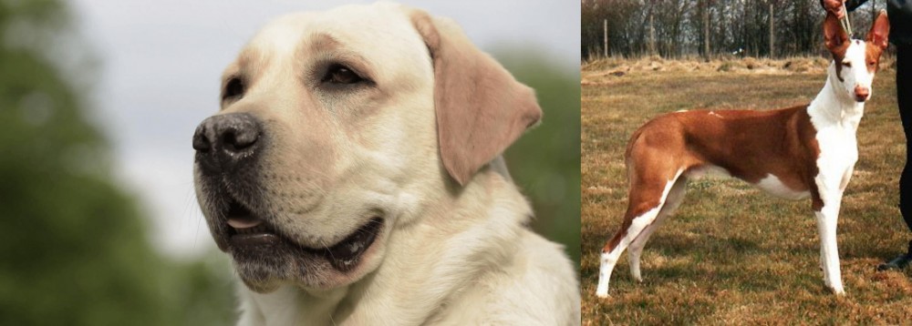 Podenco Canario vs Labrador Retriever - Breed Comparison