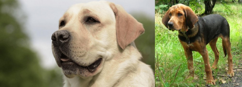 Polish Hound vs Labrador Retriever - Breed Comparison