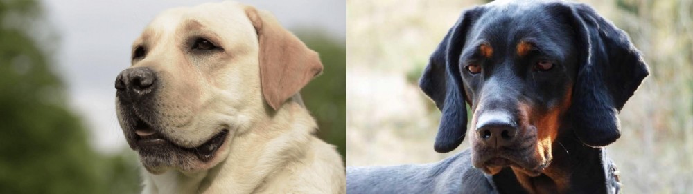 Polish Hunting Dog vs Labrador Retriever - Breed Comparison