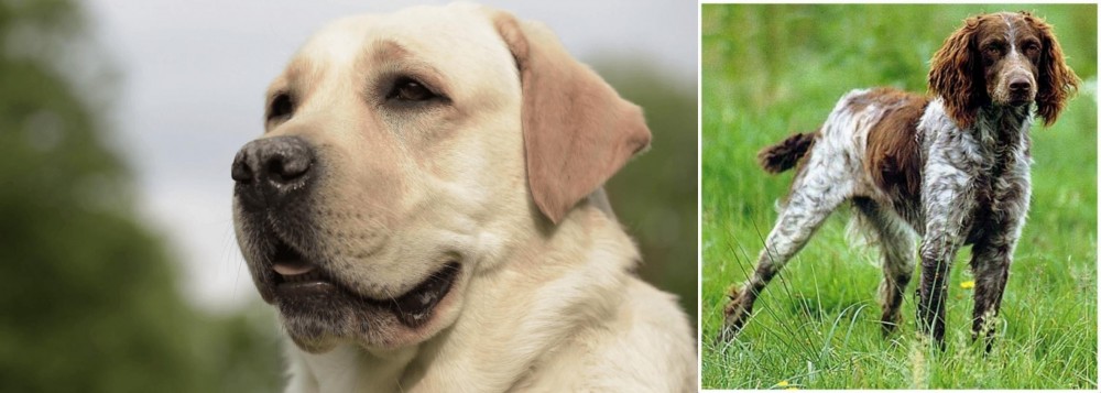 Pont-Audemer Spaniel vs Labrador Retriever - Breed Comparison