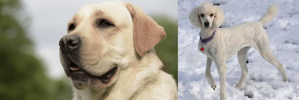 Poodle vs Labrador Retriever - Breed Comparison