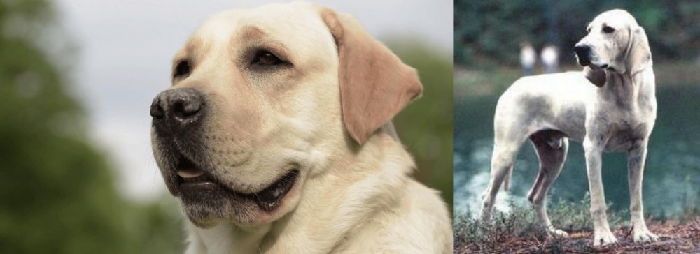 Porcelaine vs Labrador Retriever - Breed Comparison