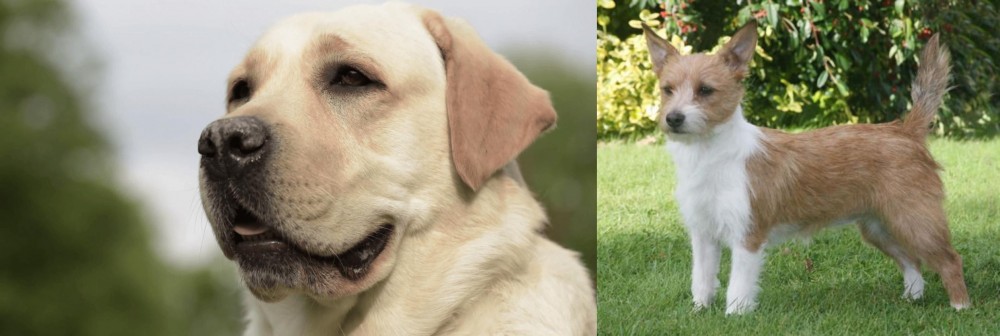Portuguese Podengo vs Labrador Retriever - Breed Comparison