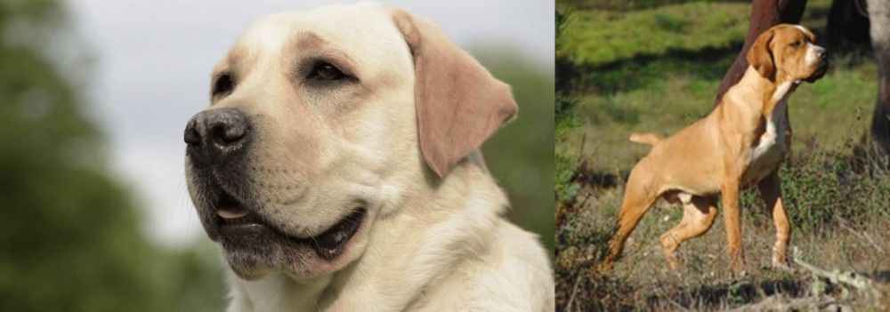 Portuguese Pointer vs Labrador Retriever - Breed Comparison