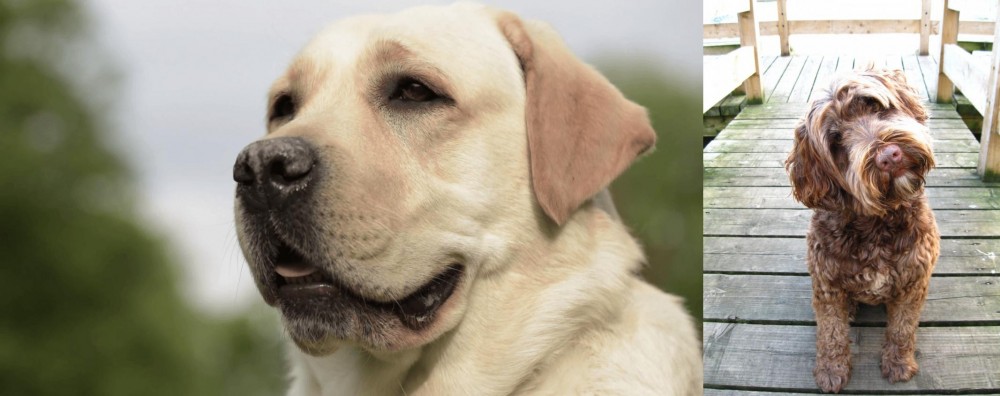 Portuguese Water Dog vs Labrador Retriever - Breed Comparison