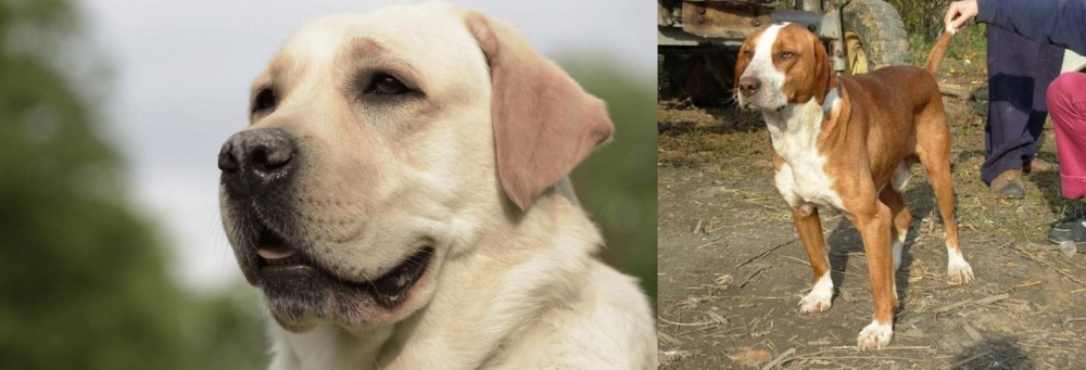 Posavac Hound vs Labrador Retriever - Breed Comparison