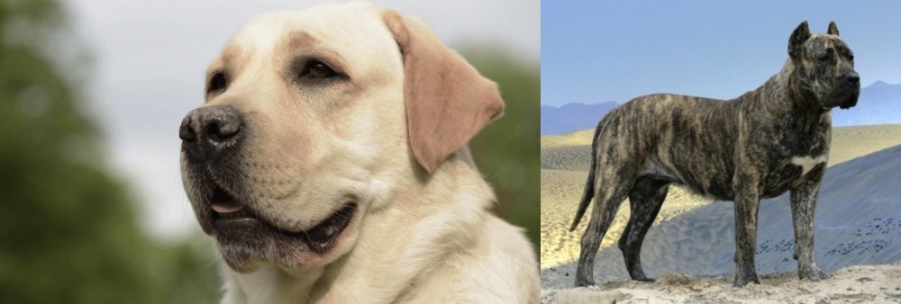 Presa Canario vs Labrador Retriever - Breed Comparison
