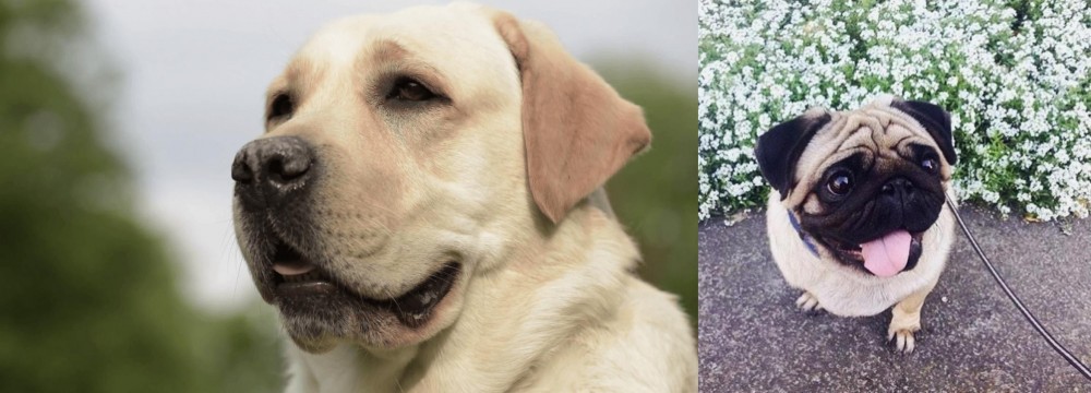 Pug vs Labrador Retriever - Breed Comparison