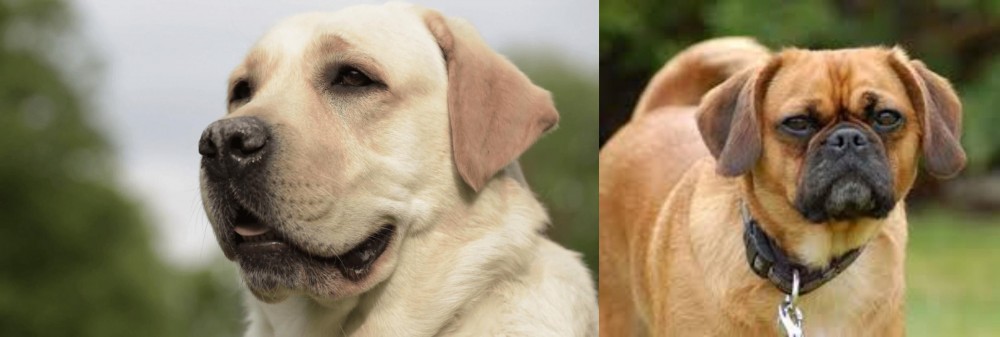 Pugalier vs Labrador Retriever - Breed Comparison