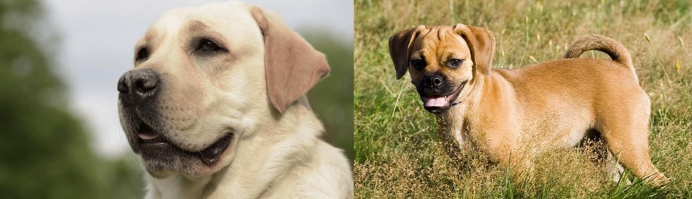 Puggle vs Labrador Retriever - Breed Comparison