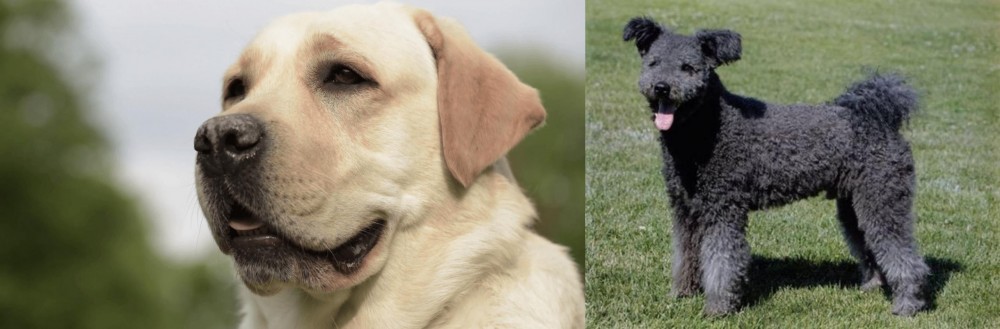 Pumi vs Labrador Retriever - Breed Comparison