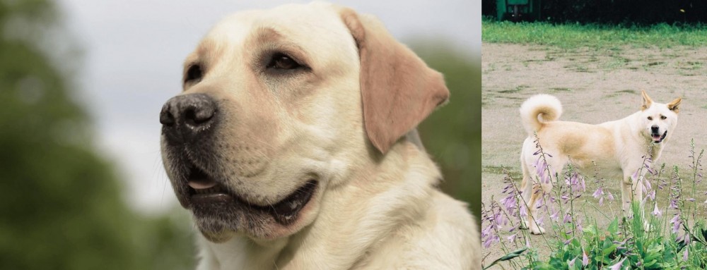 Pungsan Dog vs Labrador Retriever - Breed Comparison