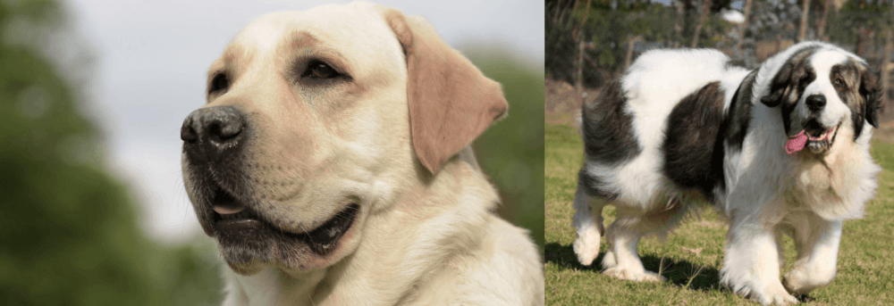 Pyrenean Mastiff vs Labrador Retriever - Breed Comparison